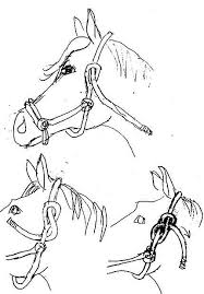How to tie a halter.