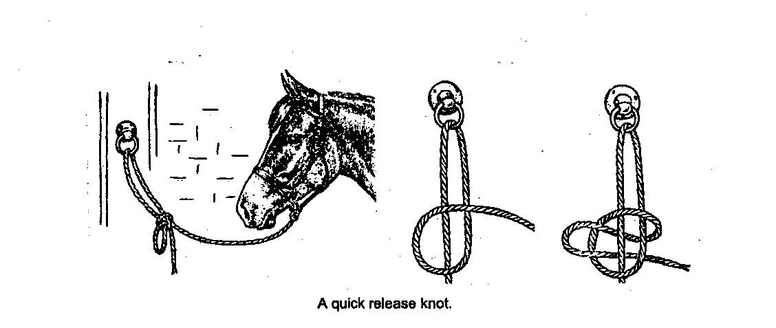 Tie a Lead Rope with a Slipknot